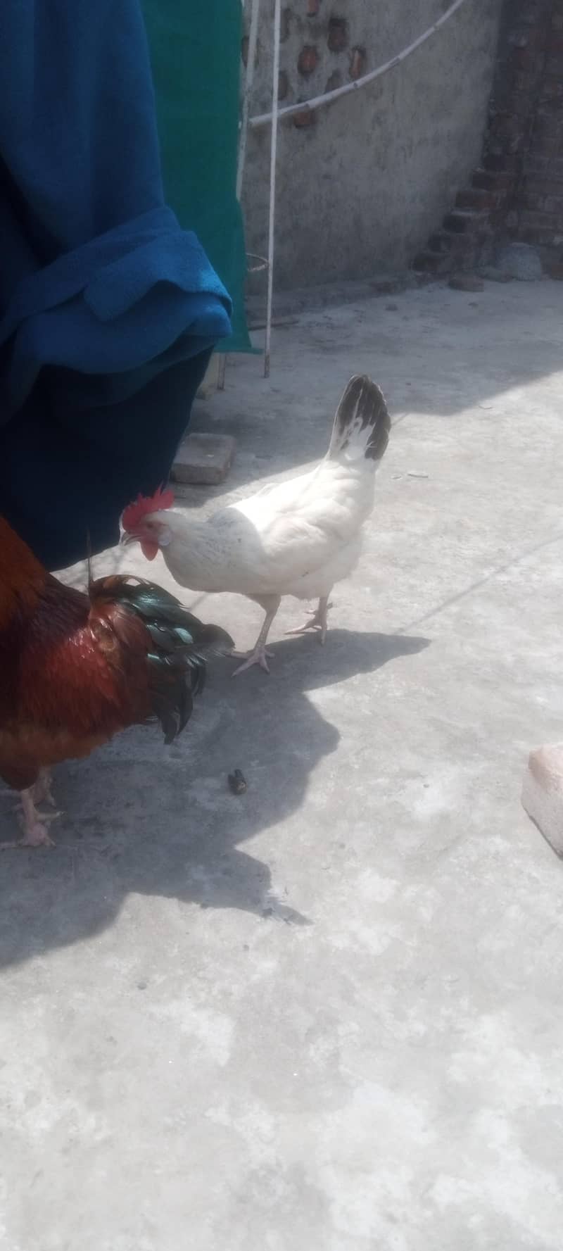 breeder pair 3