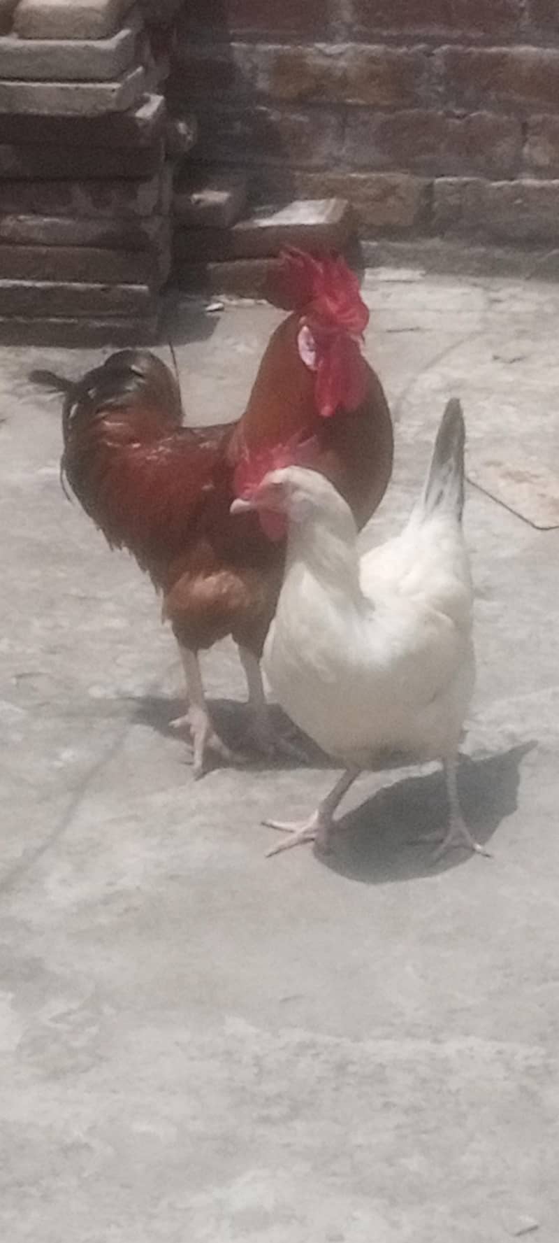 breeder pair 4