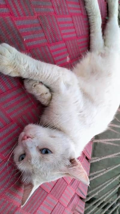 Persian cat @ Perisan cat @ Siamese cat @ cat @ grey