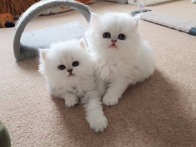 Persian Kittens Dr Sana Whattsapp 03324234823