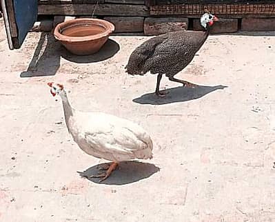 chakor pair for sale