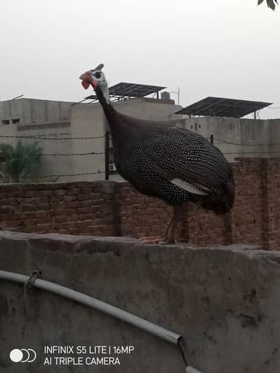 chakor male for sale