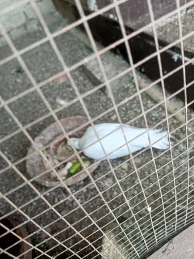 White Dove. . Pair for sale on urgently. . . . .