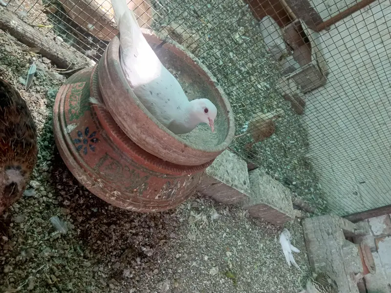 White Dove. . Pair for sale on urgently. . . . . — photo 2