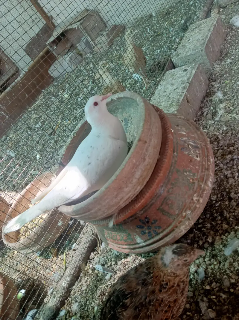 White Dove. . Pair for sale on urgently. . . . . — photo 3