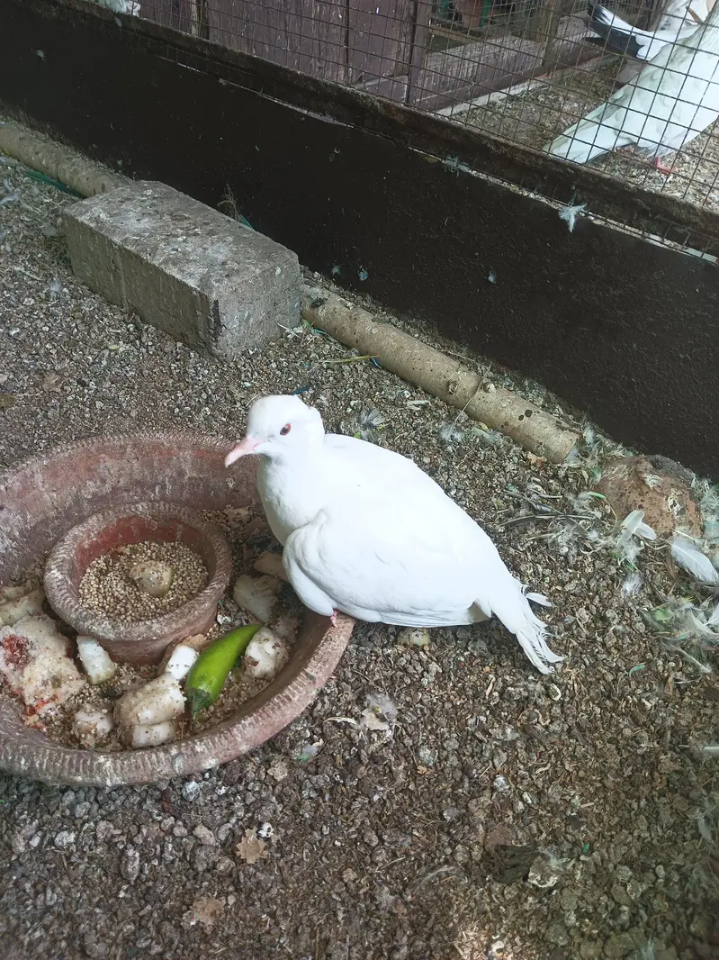 White Dove. . Pair for sale on urgently. . . . . — photo 4