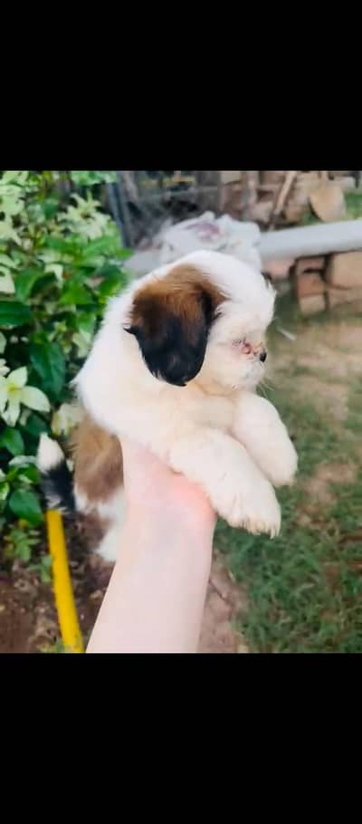 Quality Shihtzu/ shitzu