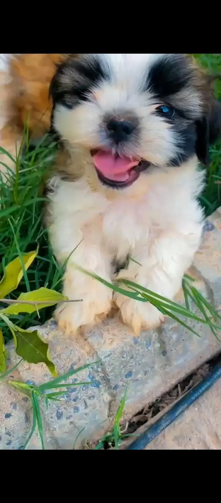 Quality Shihtzu/ shitzu — photo 2