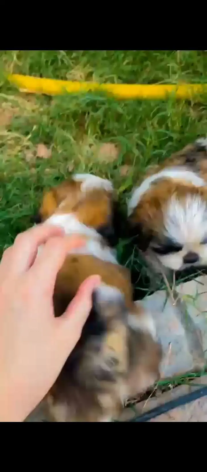 Quality Shihtzu/ shitzu — photo 3