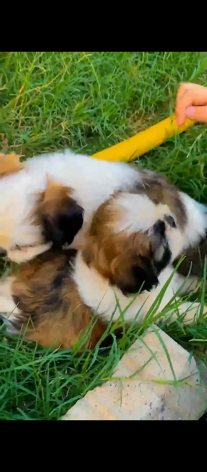 Quality Shihtzu/ shitzu — photo 4
