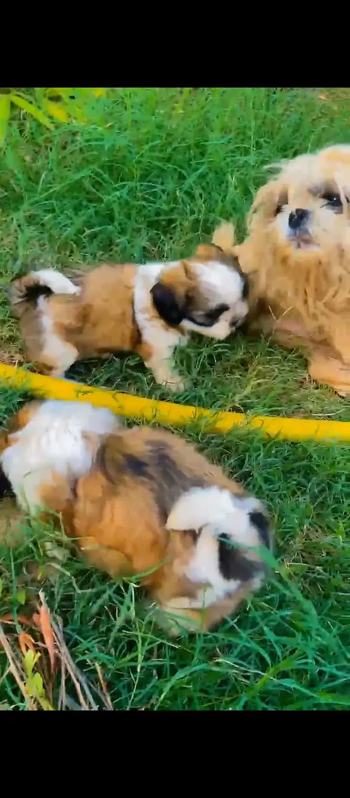 Quality Shihtzu/ shitzu — photo 5