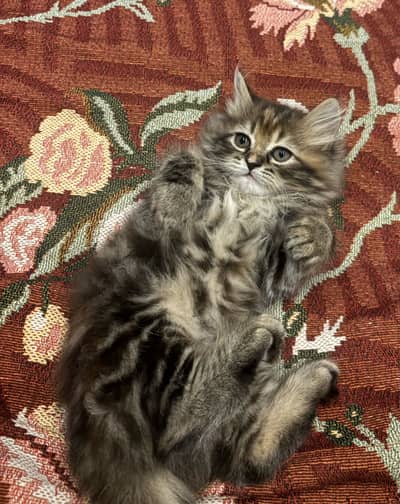 Persion kitten triple coats
