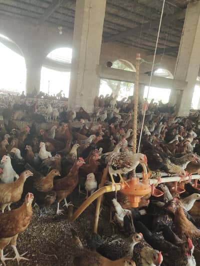 golden misri healthy chicks available in sahiwal