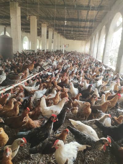 golden misri healthy vaccinated chicks is in sahiwal 03269445587
