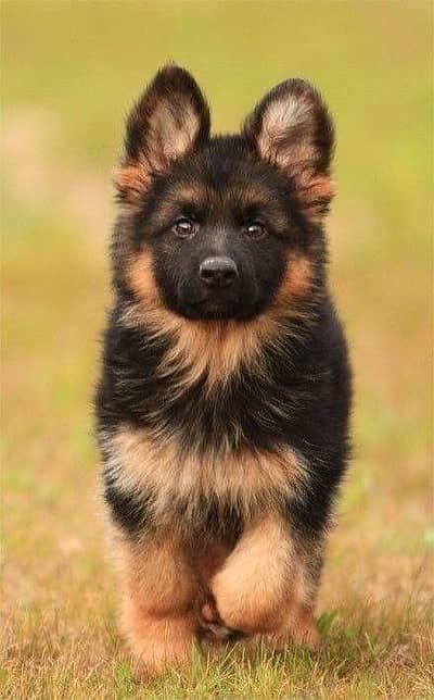 German shepherd Puppy Available