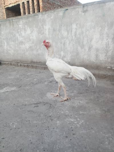 Heera Aseel