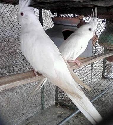 cockatiel