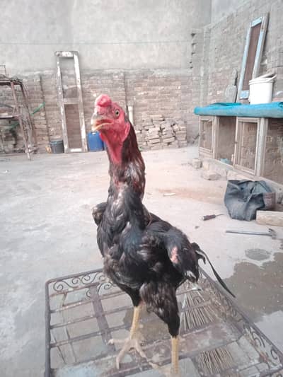 black red aseel age of  1 year