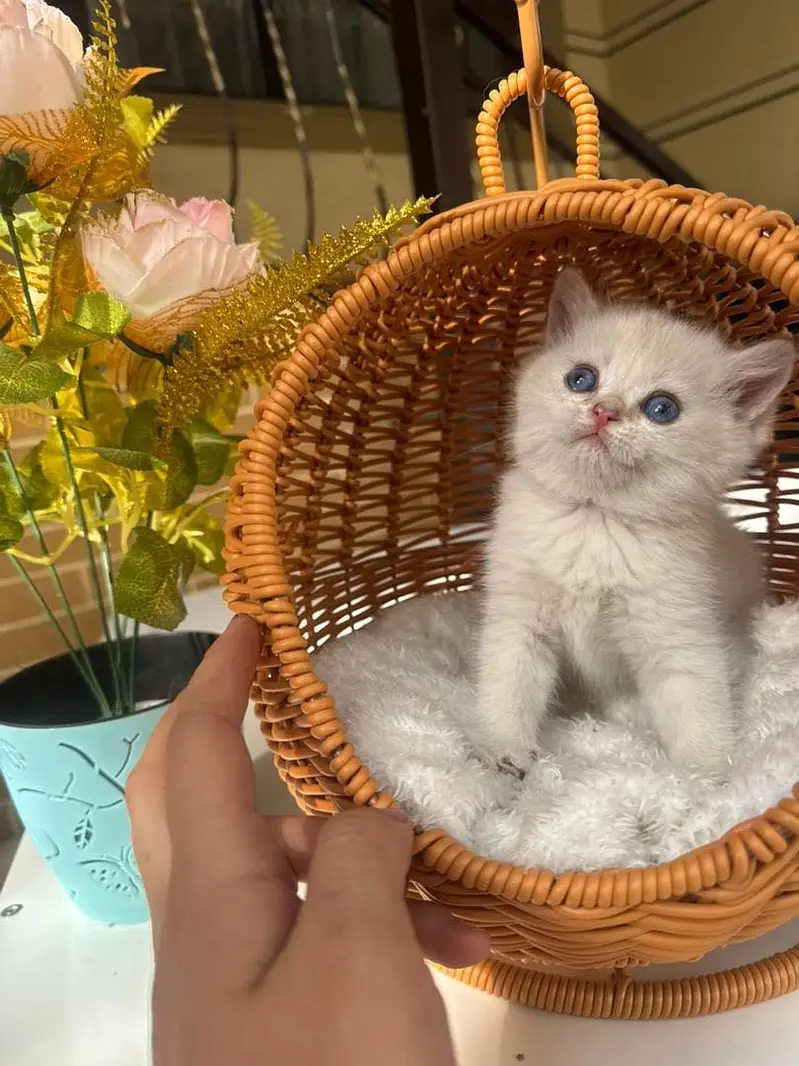 British Short Hair Imported Kittens