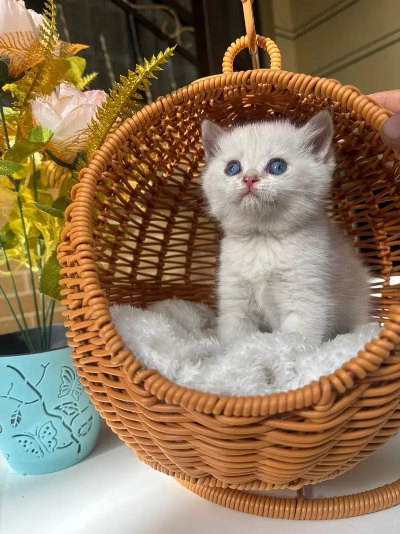 British Short Hair Imported Kittens — photo 2