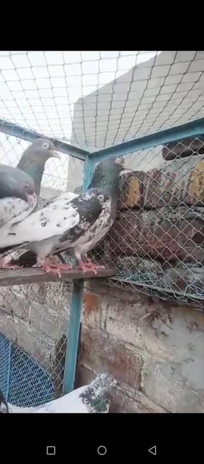 per pice 3000 adult pice ha male and female
