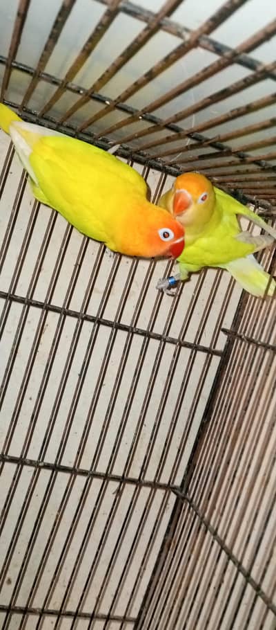 love birds for sale