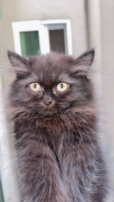 Cats for sale