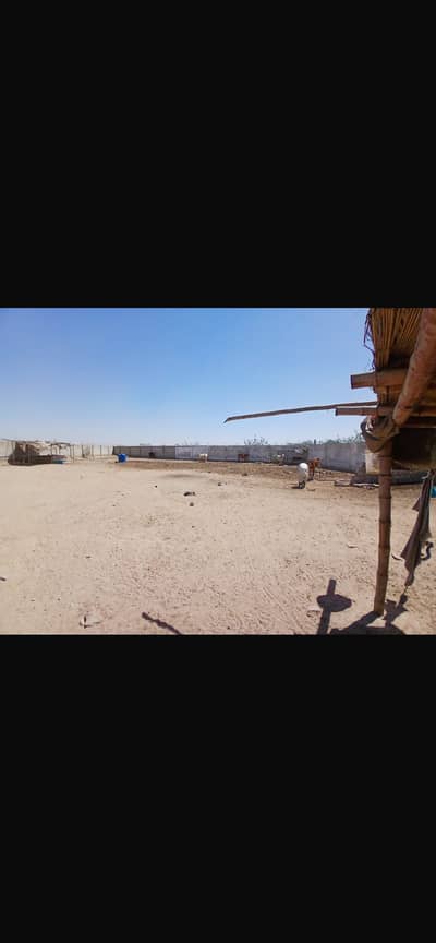 2000 Yards Cattle farm - Gadap