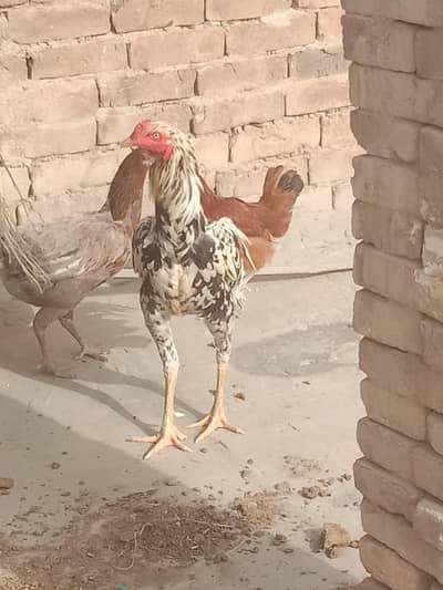 Pure Aseel murga or 2 murgi urgent sale contact number 03036722019