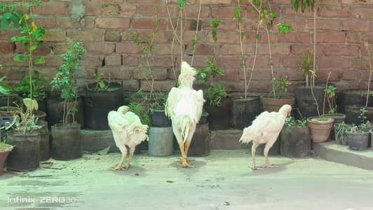 German 0 shamo#pure 0 shamo breed white