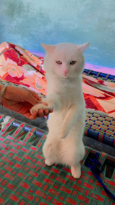 White Persian Turkish Angora breed