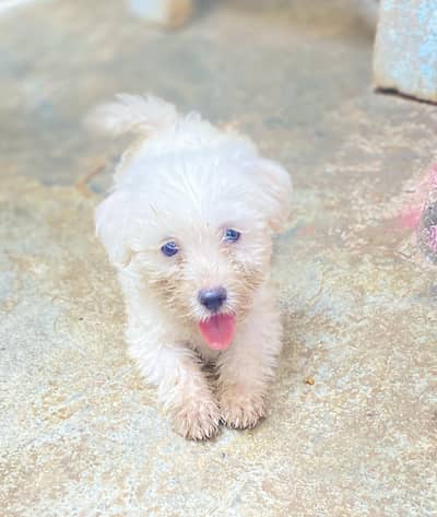 I have 5 puppies