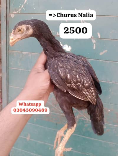 Aseel Chicks