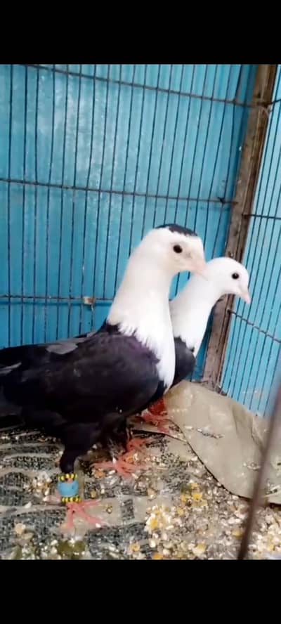 karblai pair