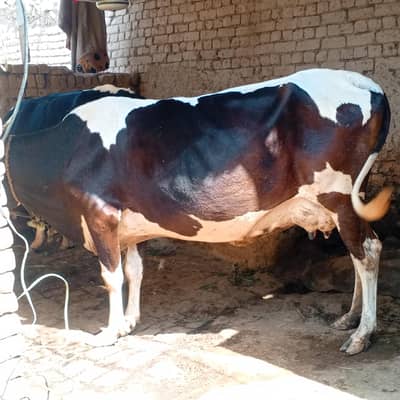 cow for sale