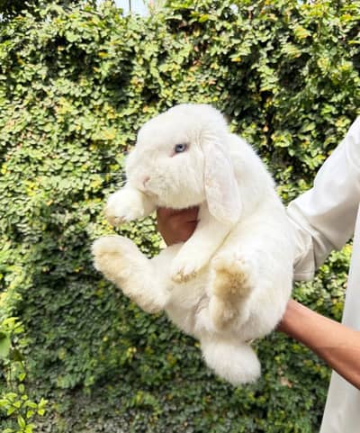 Holland lop adult male