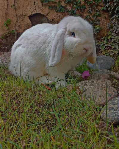 Holland lop adult male