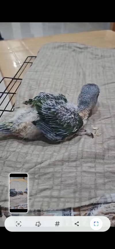 chicks parrots available for sale