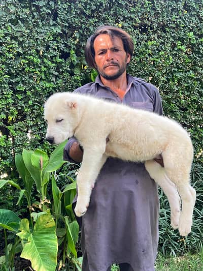 ALABAI IMPORT QUALITY PEDIGREED PUP