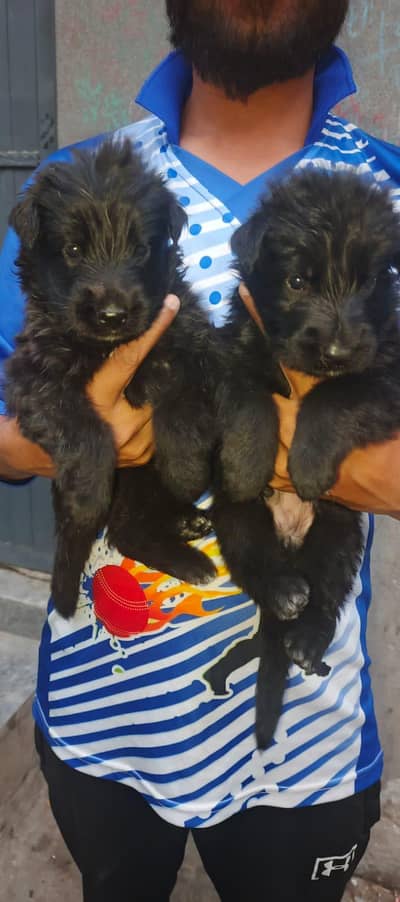 german Shepherd puppy's for sale
