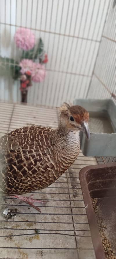 dakni iraanni teetar female for sale