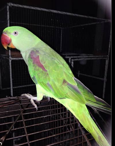 raw parrot for sale 0.3. 2.4. 0.9. 8.0. 7.5. 1