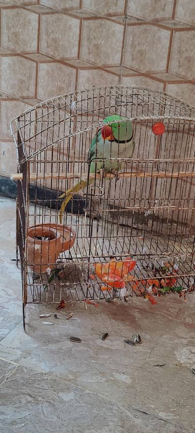 raw parrot