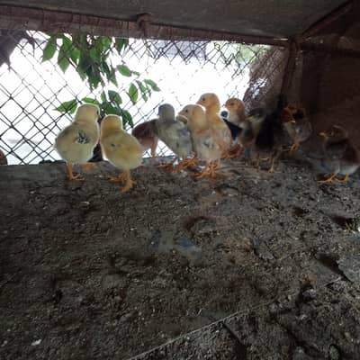 aseel murgi with 13 chicks for saLe