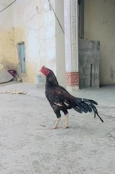 required  money urgent