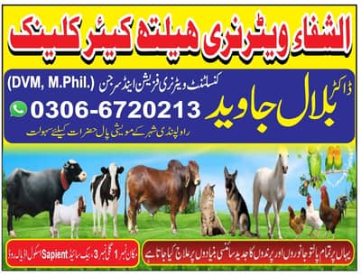 Veterinary Doctor