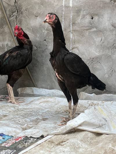 Aseel females for sale
