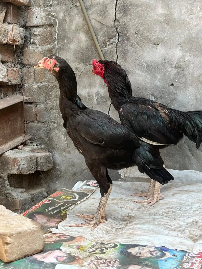 Aseel females for sale — photo 2