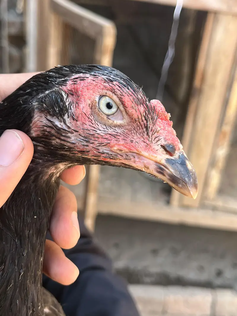Aseel females for sale — photo 3