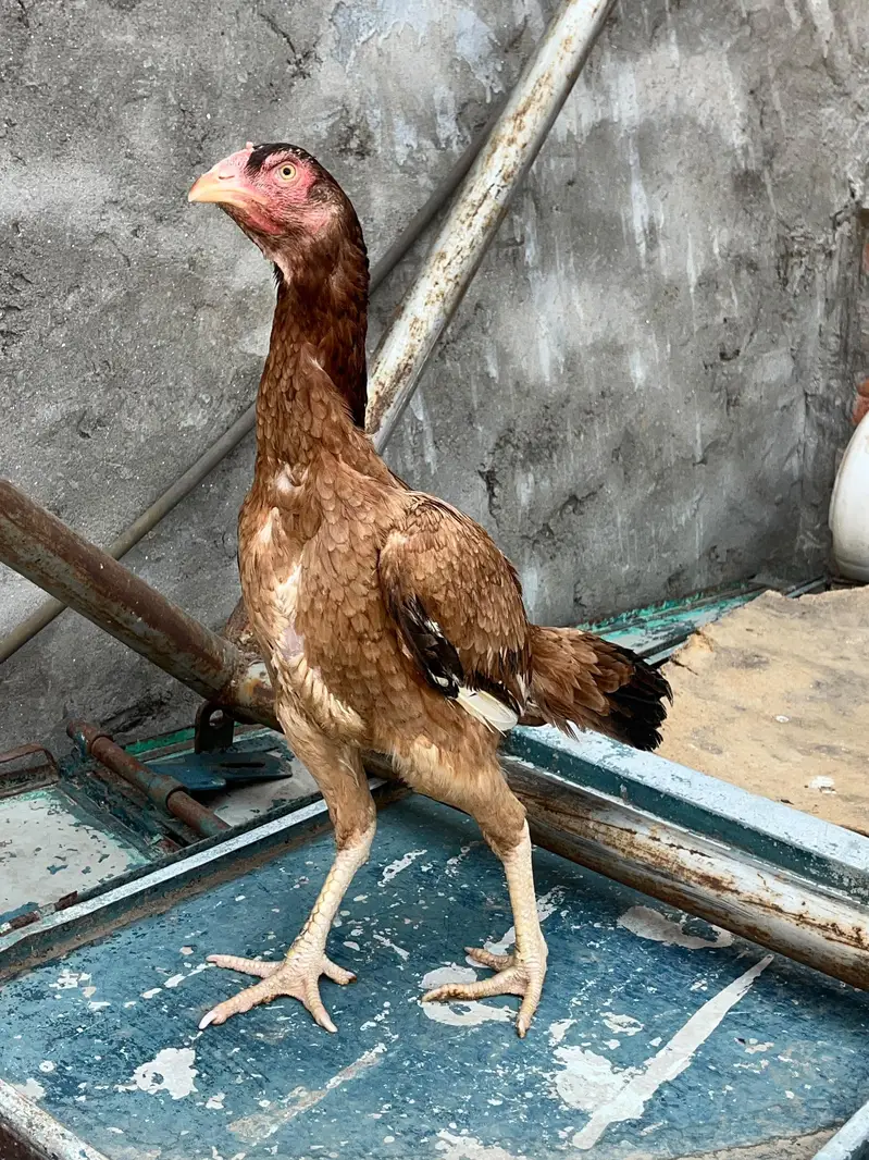 Aseel females for sale — photo 4